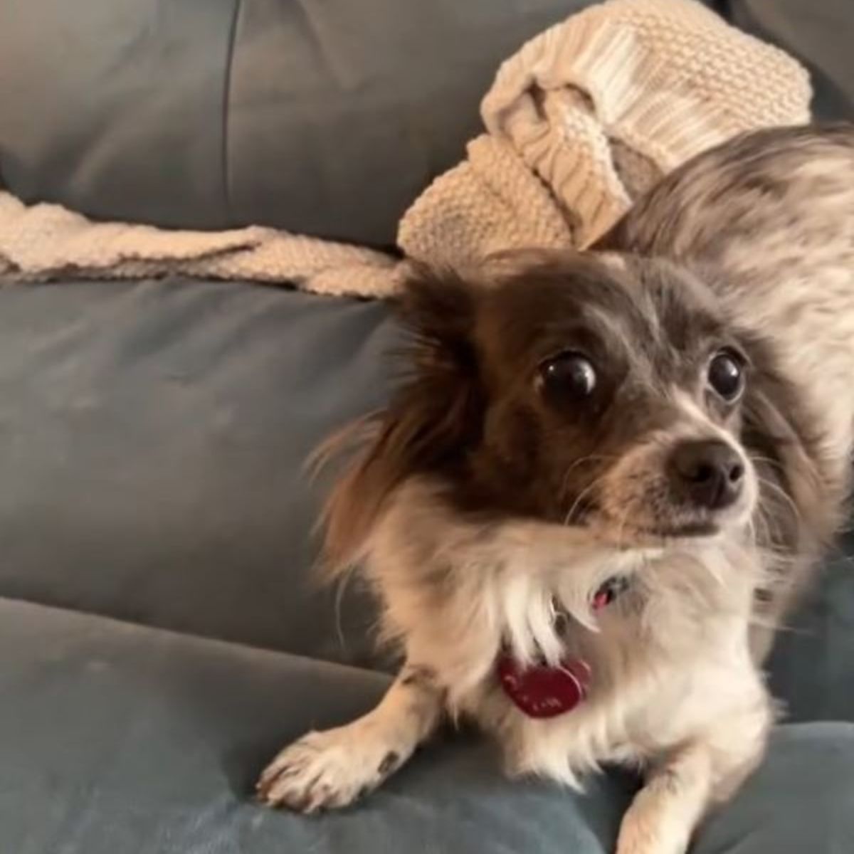 sweet dog on couch