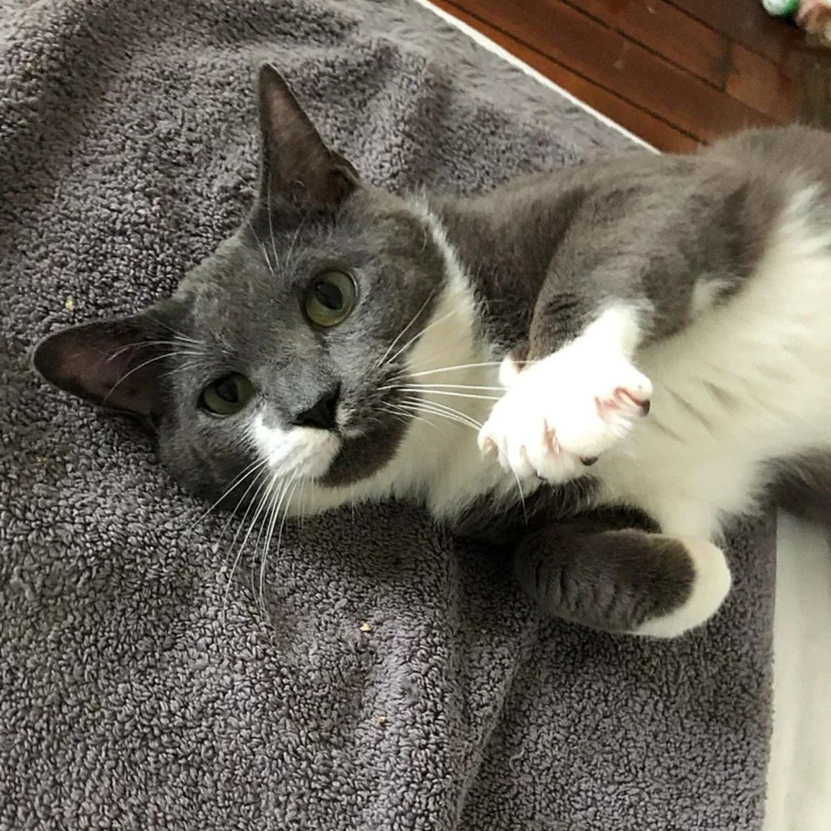 sweet gray cat laying down