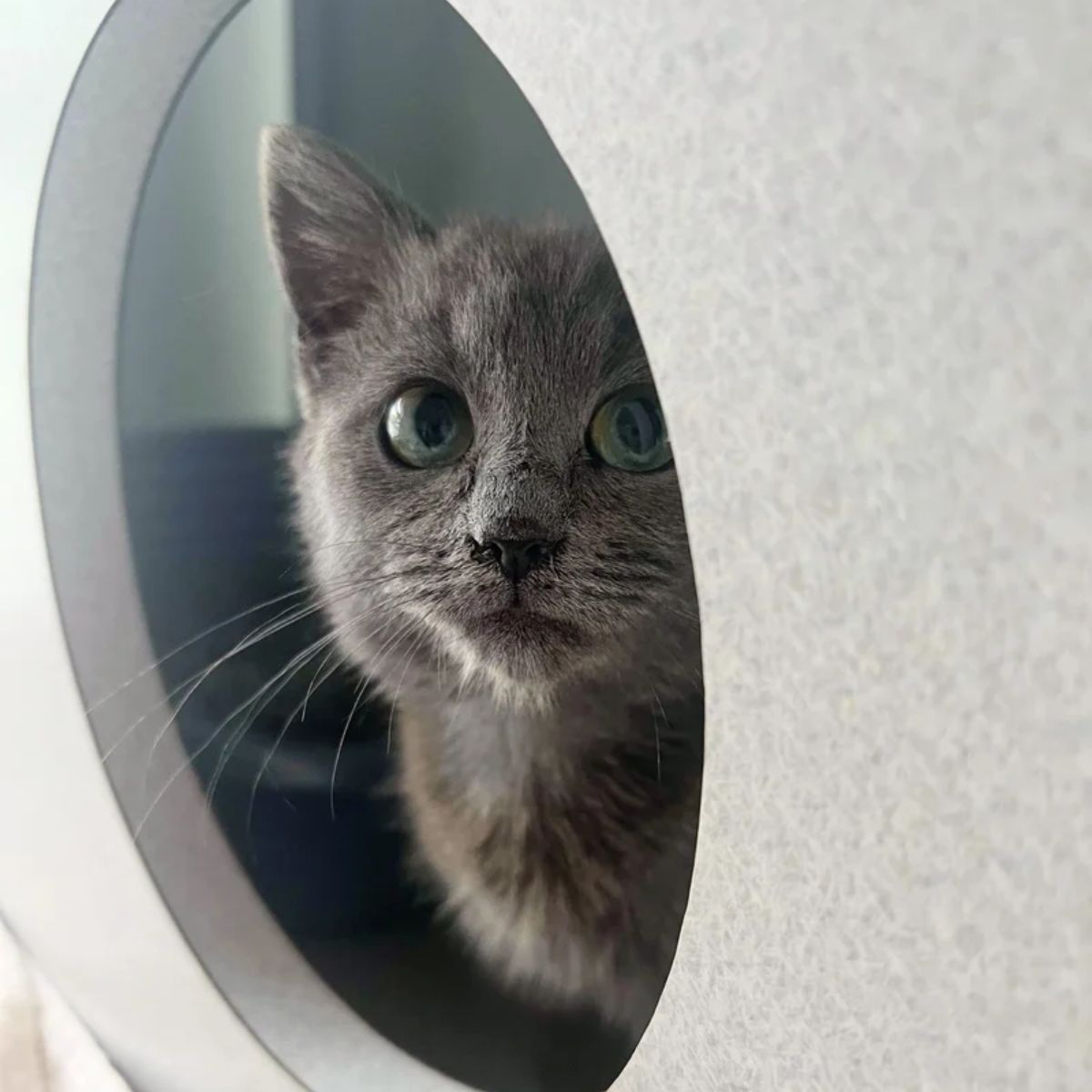 sweet gray kitten