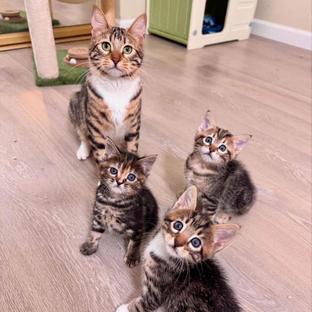 sweet kittens and cat