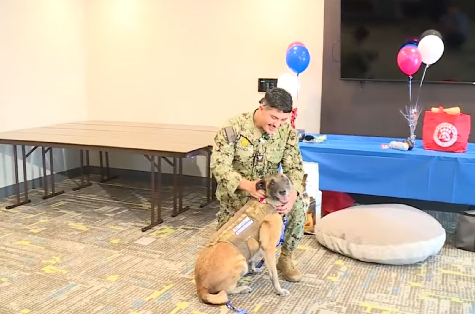 sweet military dog