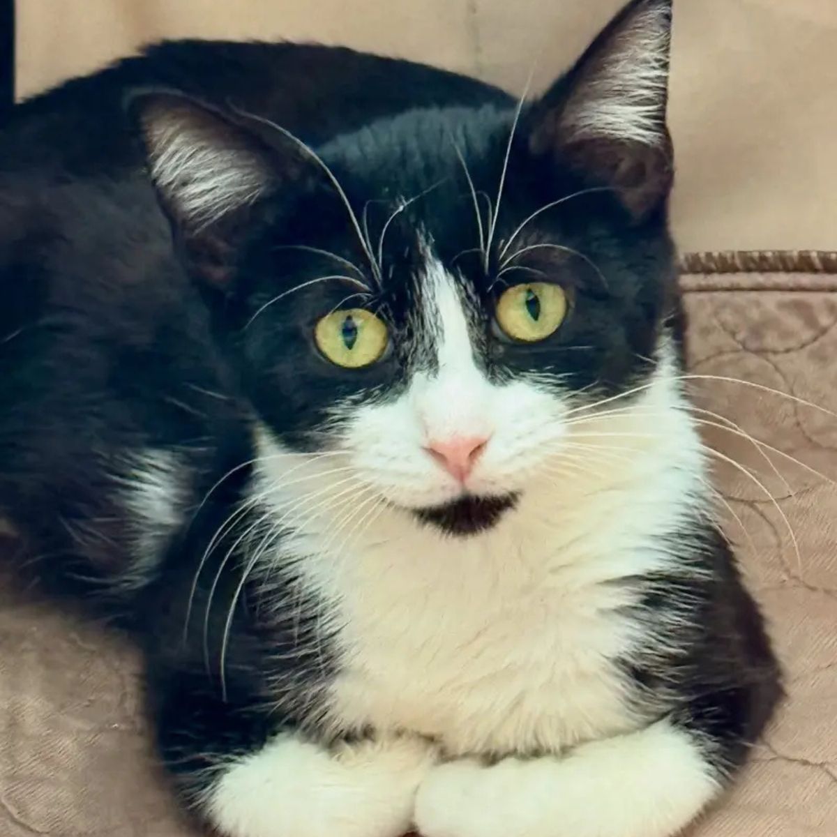 sweet mother cat
