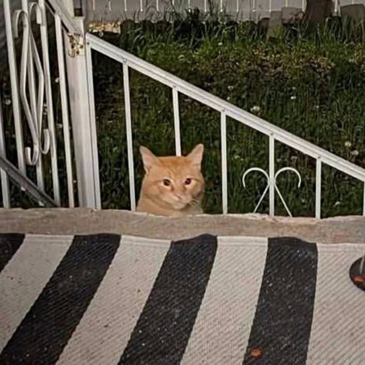 sweet orange cat