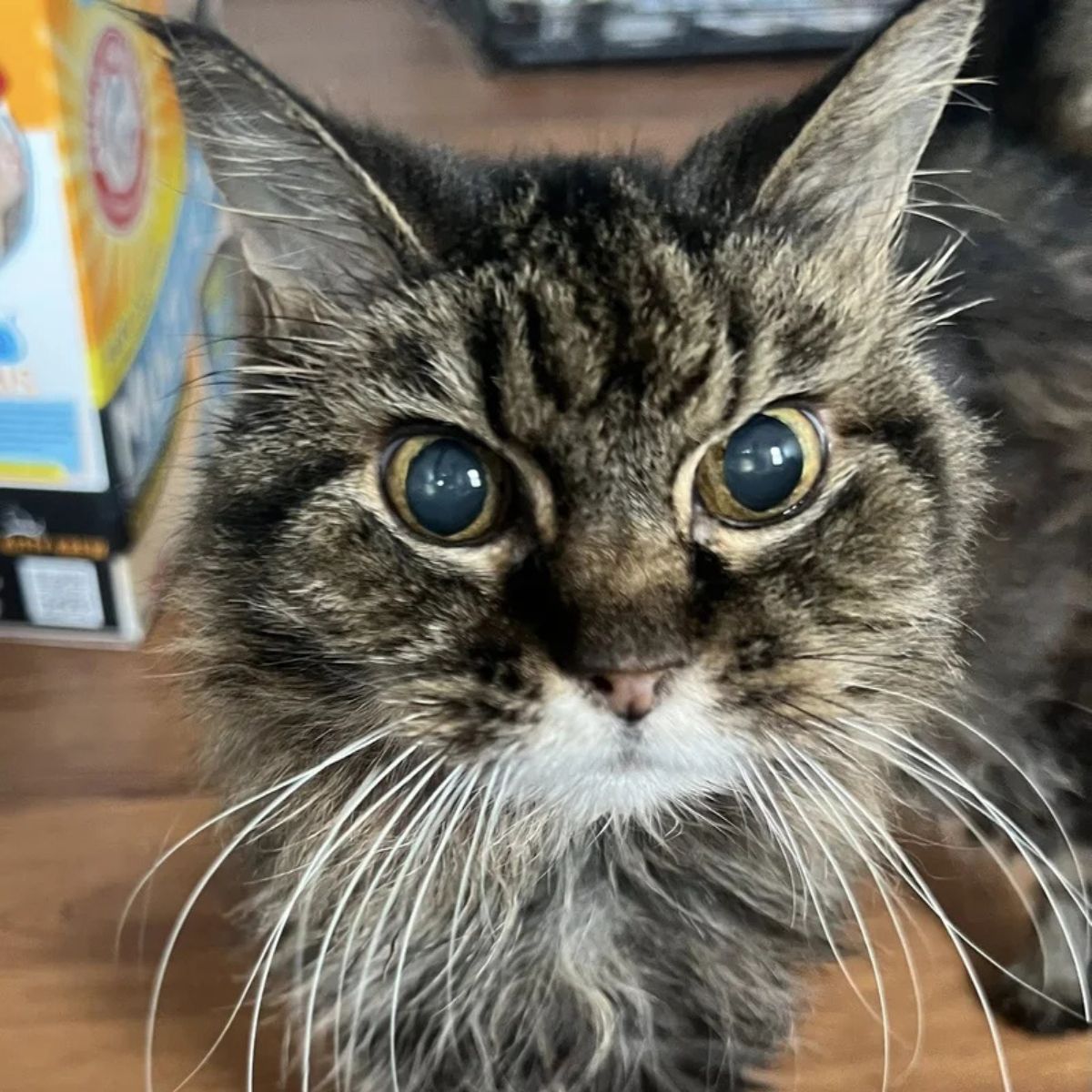 sweet senior cat