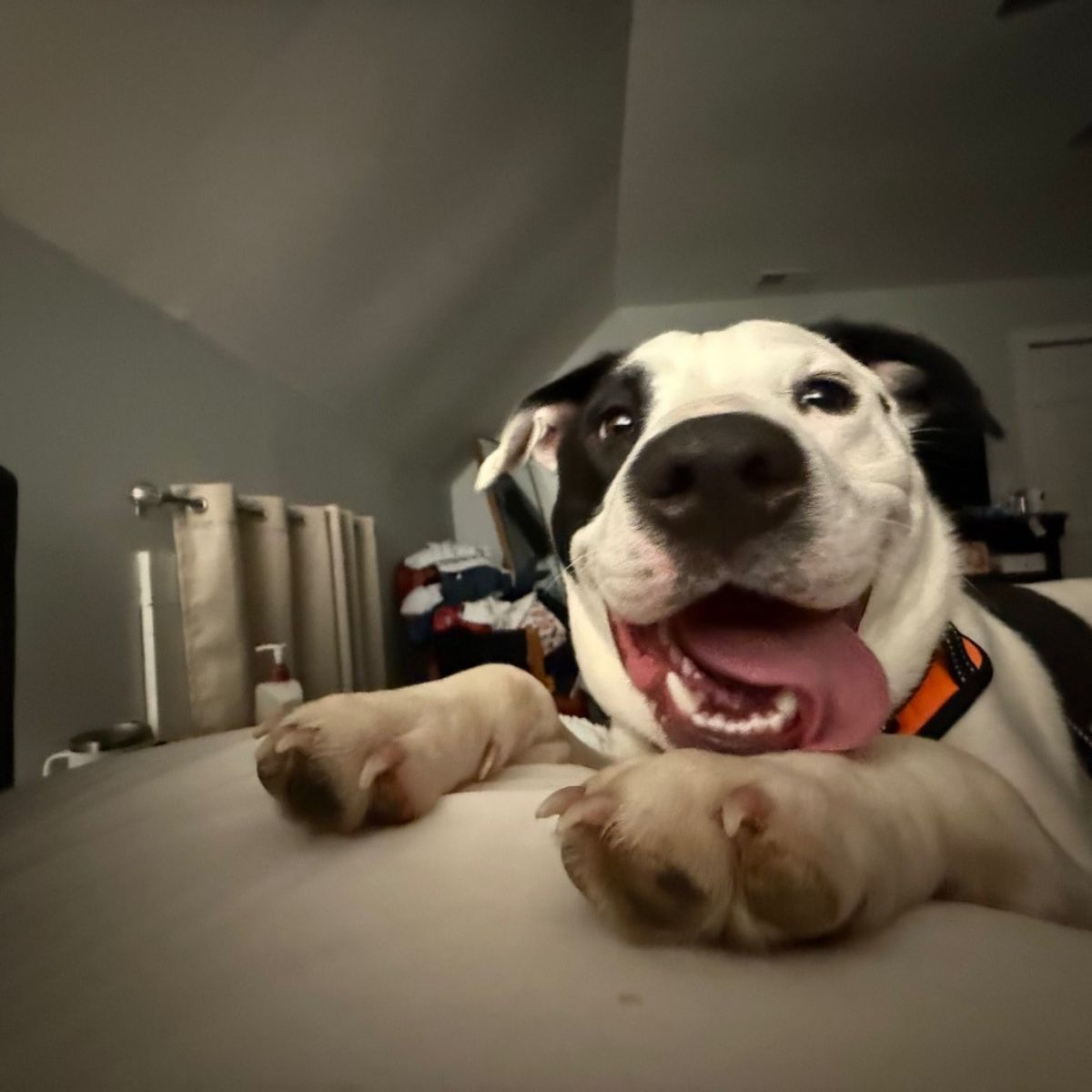 sweet senior dog