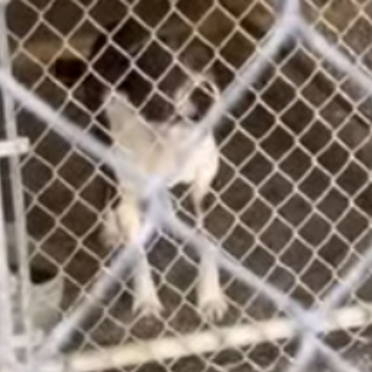 sweet shelter dog