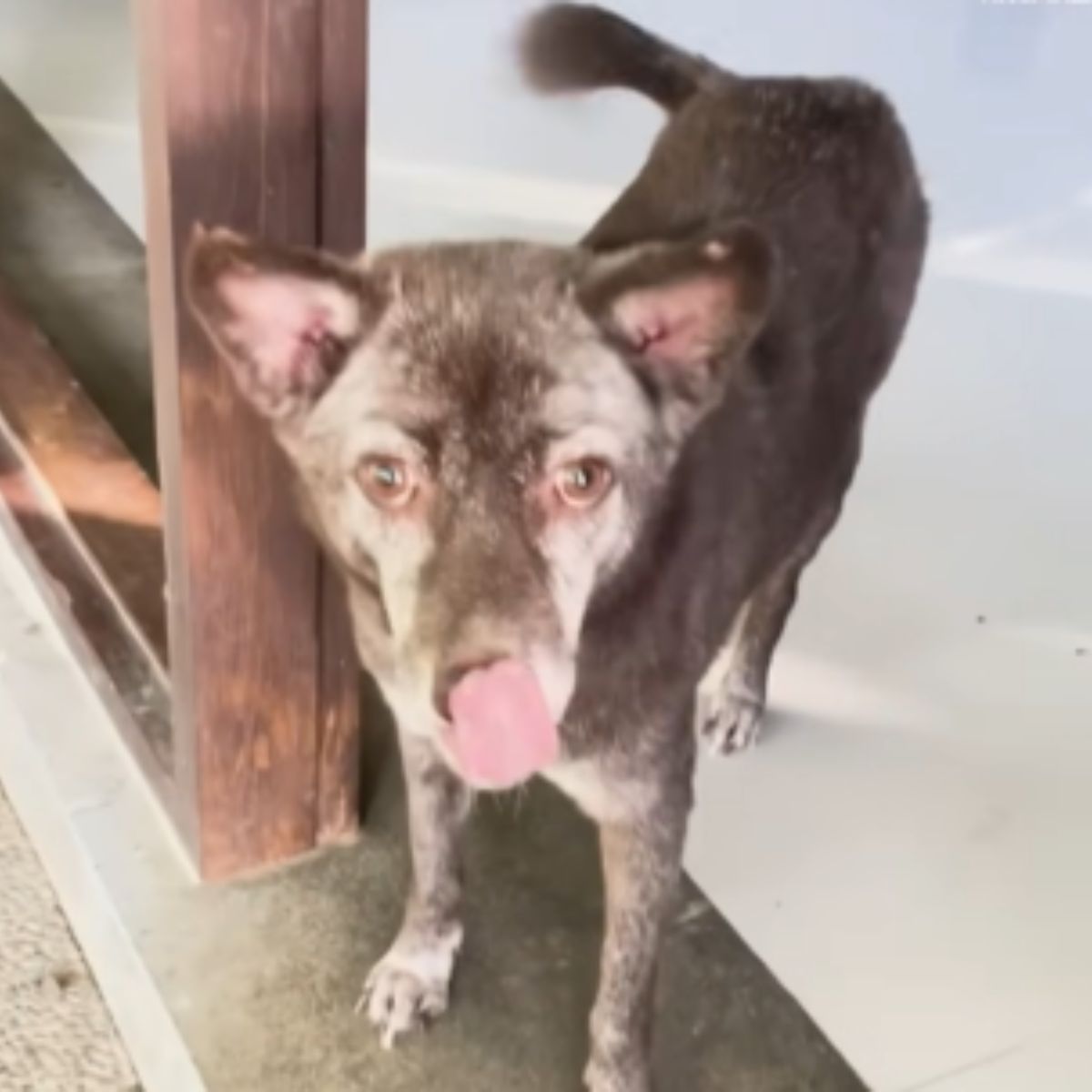 sweet skinny dog