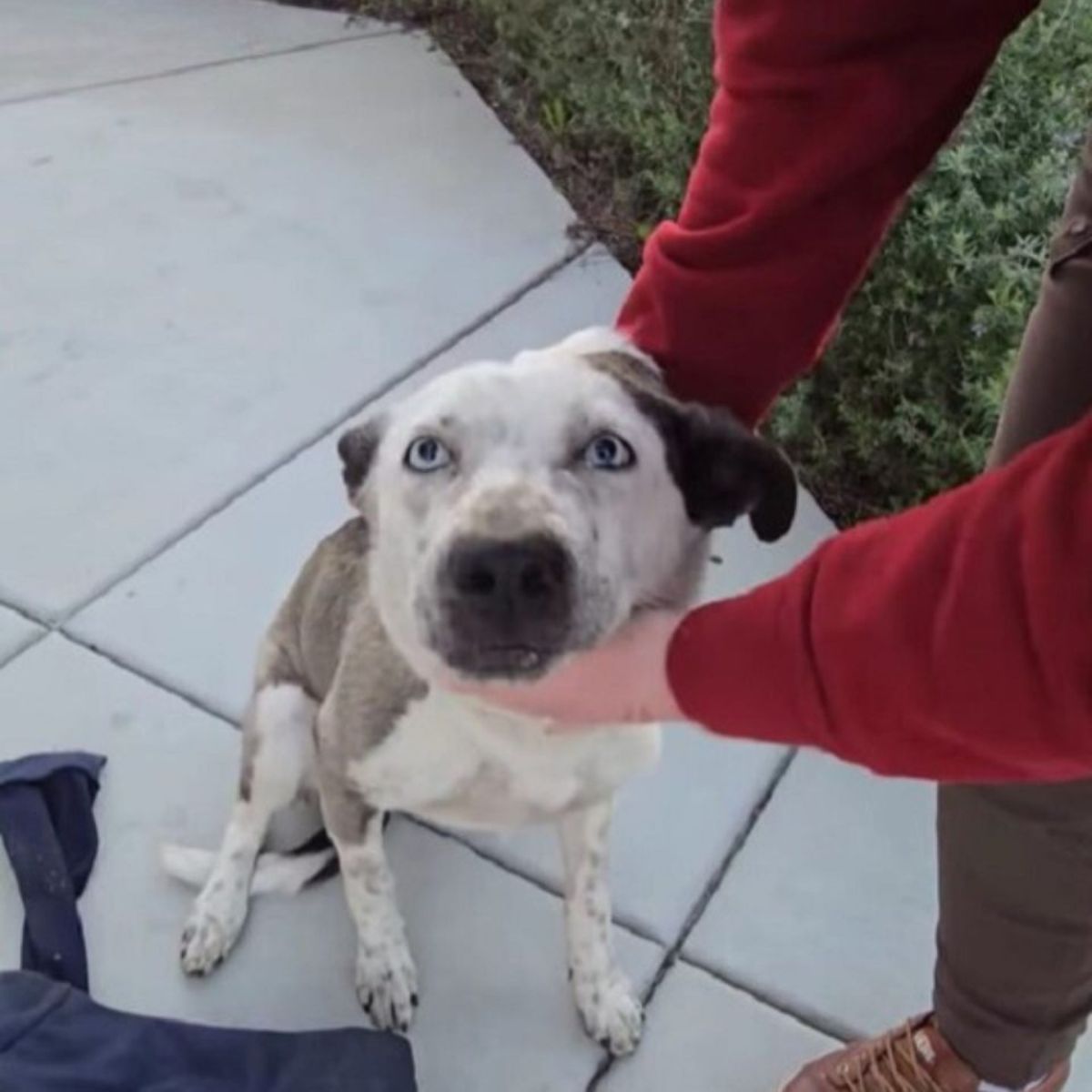 sweet stray dog