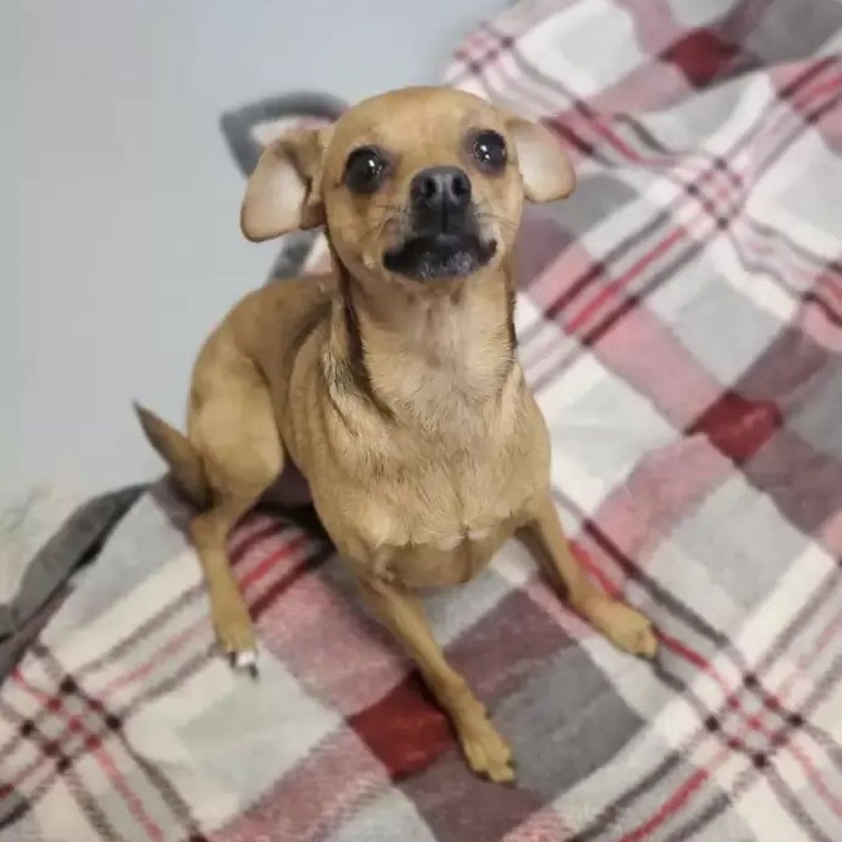sweet tiny dog