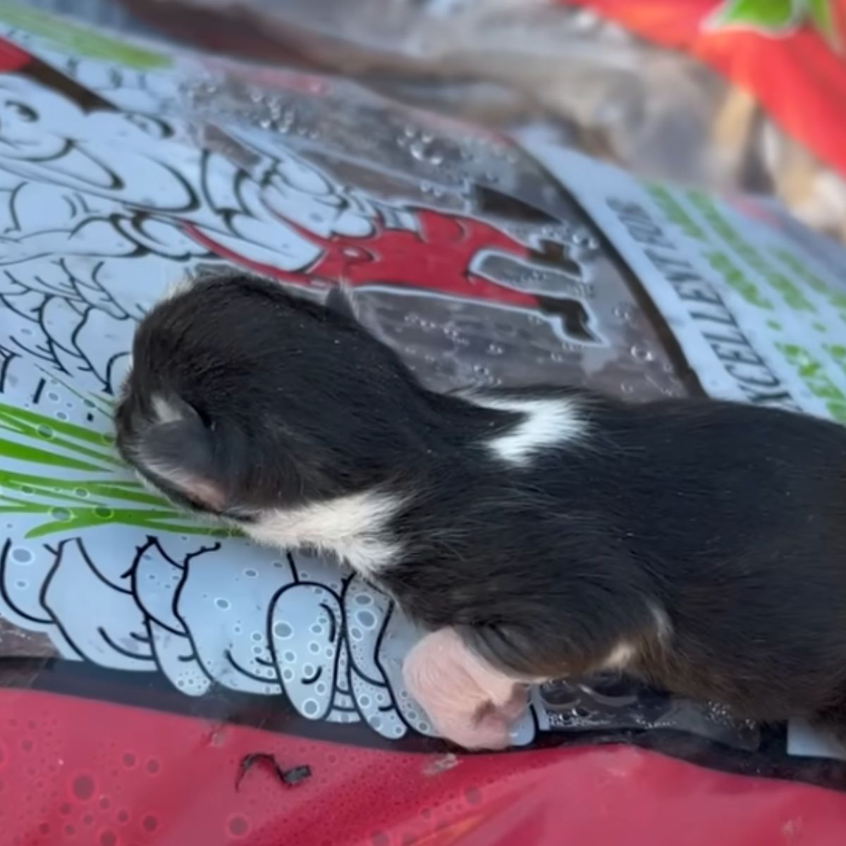 sweet tiny kitten