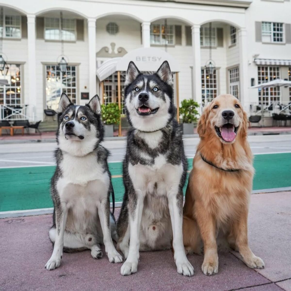 three cute dogs