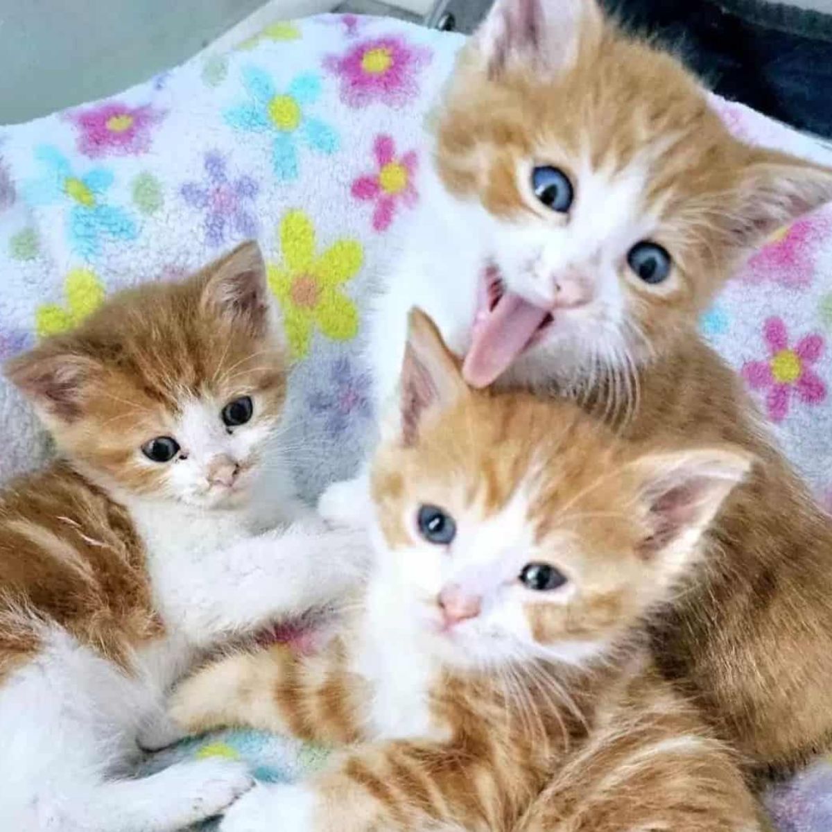 three cute kittens