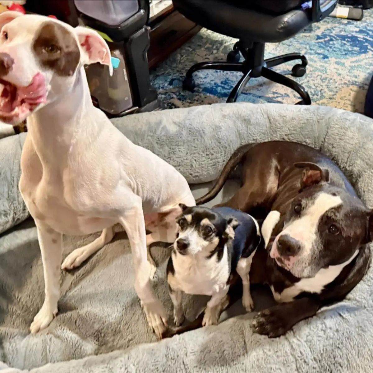 three dogs in dog bed