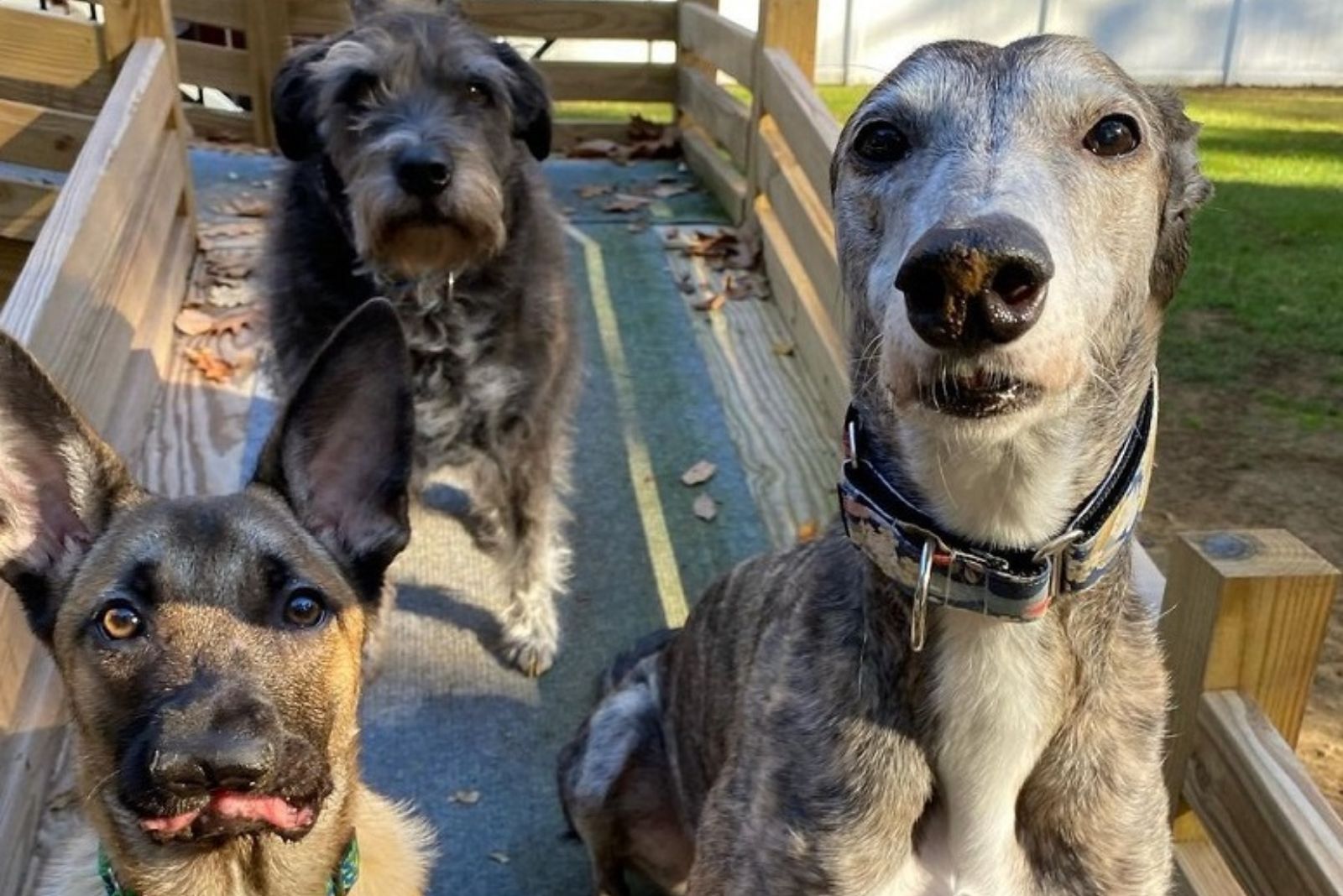 three dogs