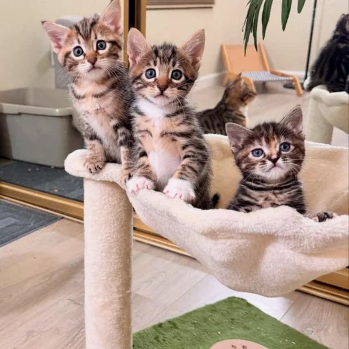three kittens