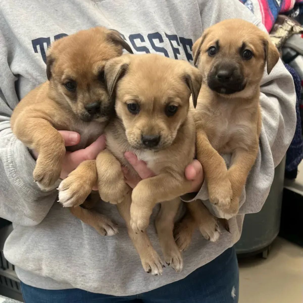 three tiny puppies