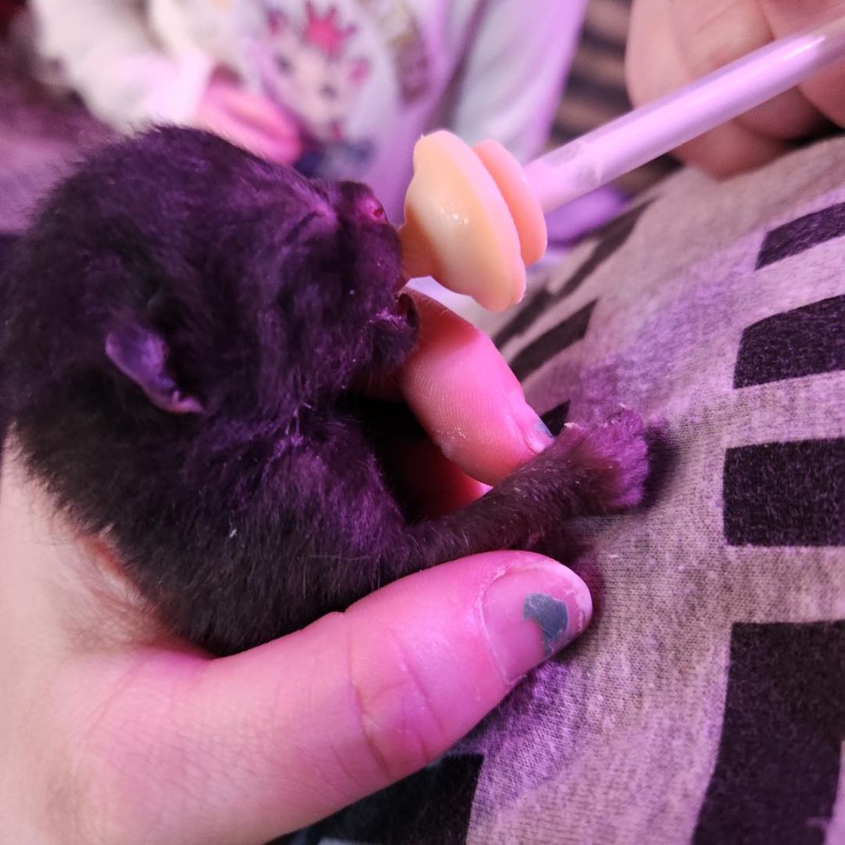 tiny animal