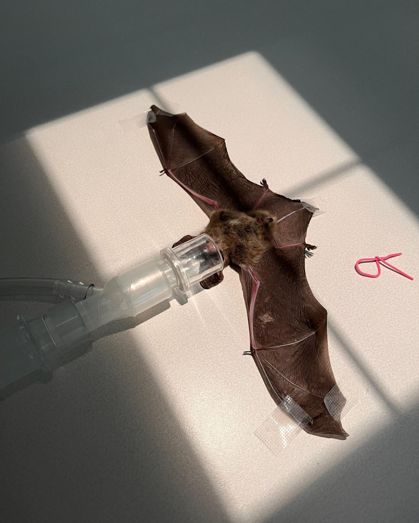 tiny bat