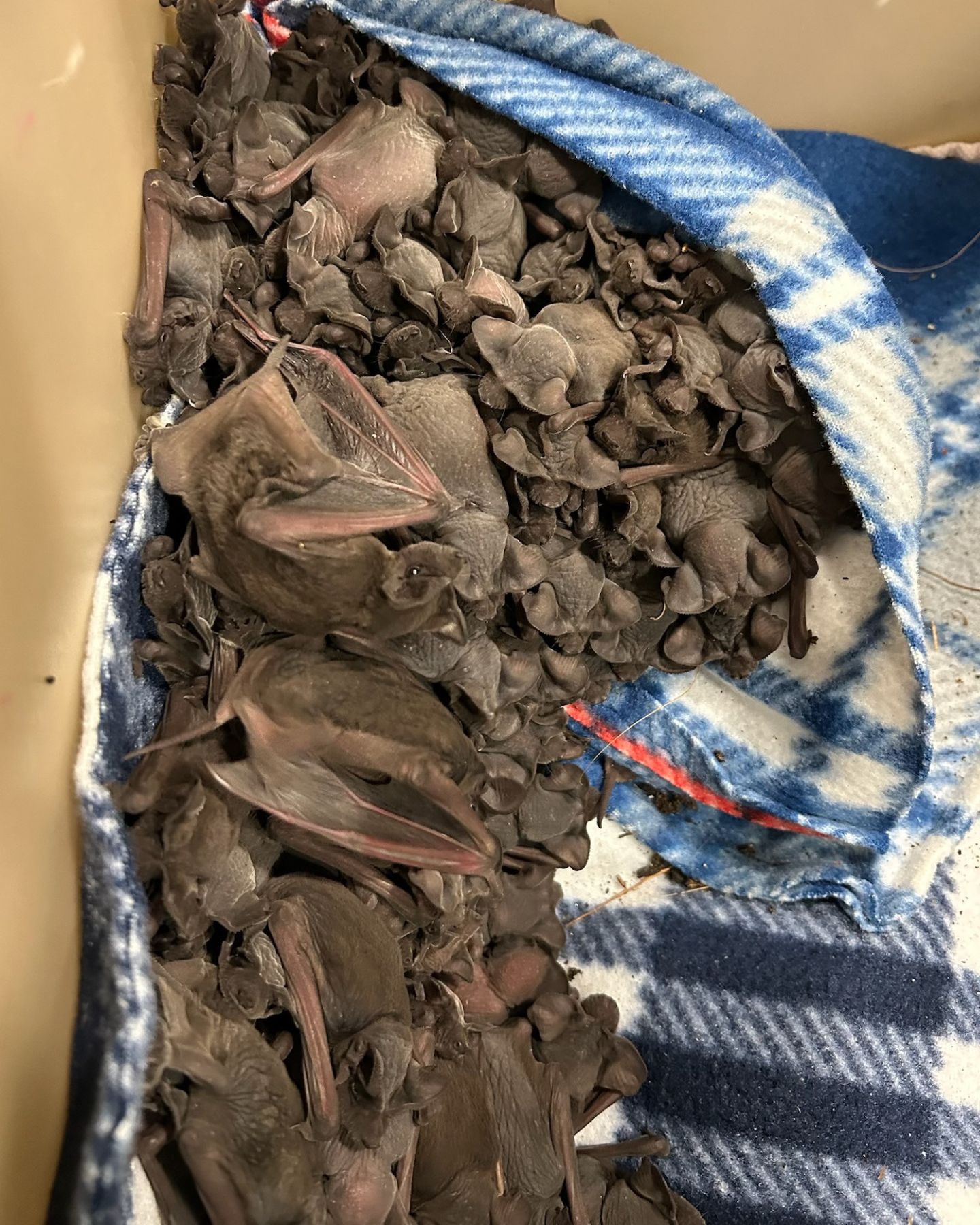 tiny bats