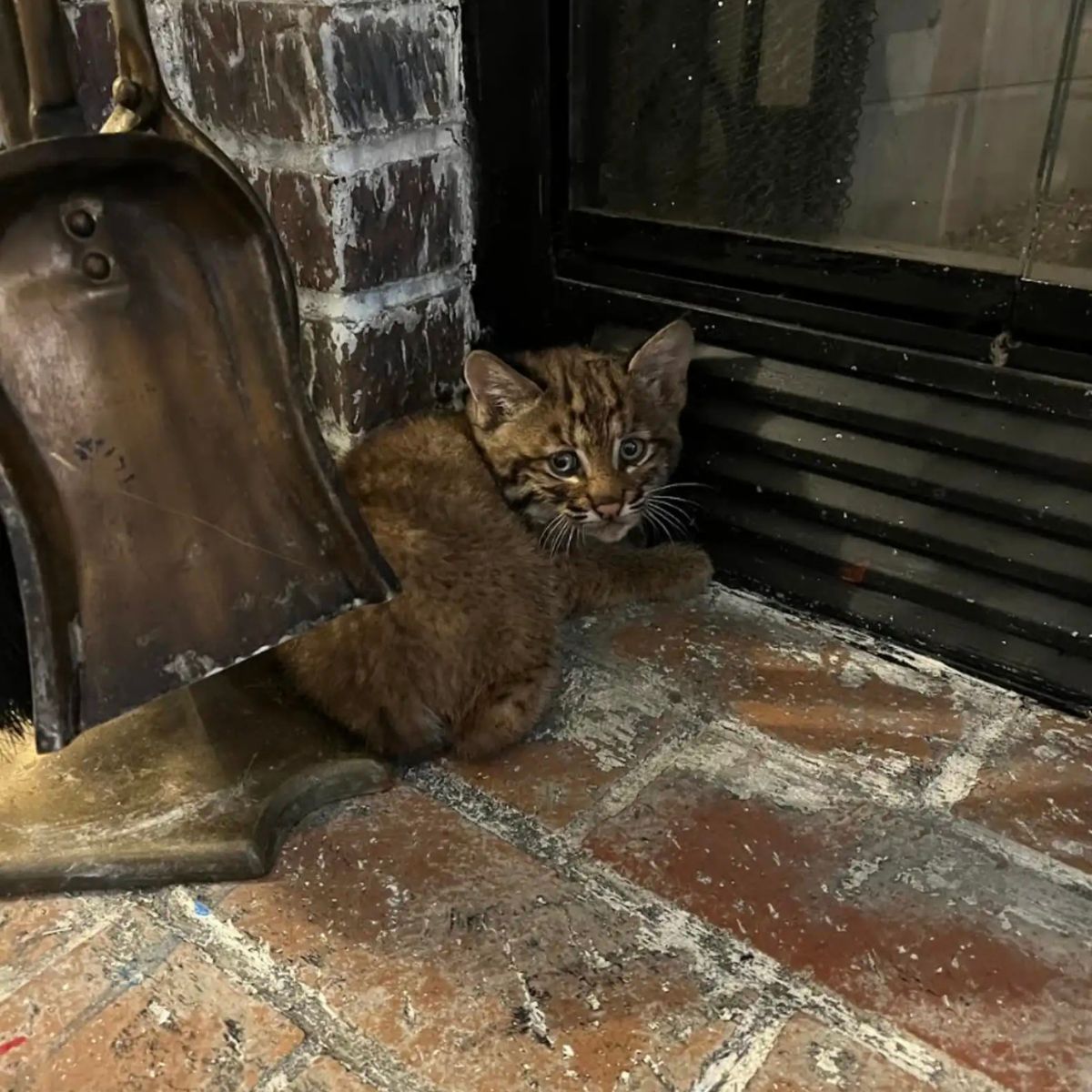 tiny bobcat