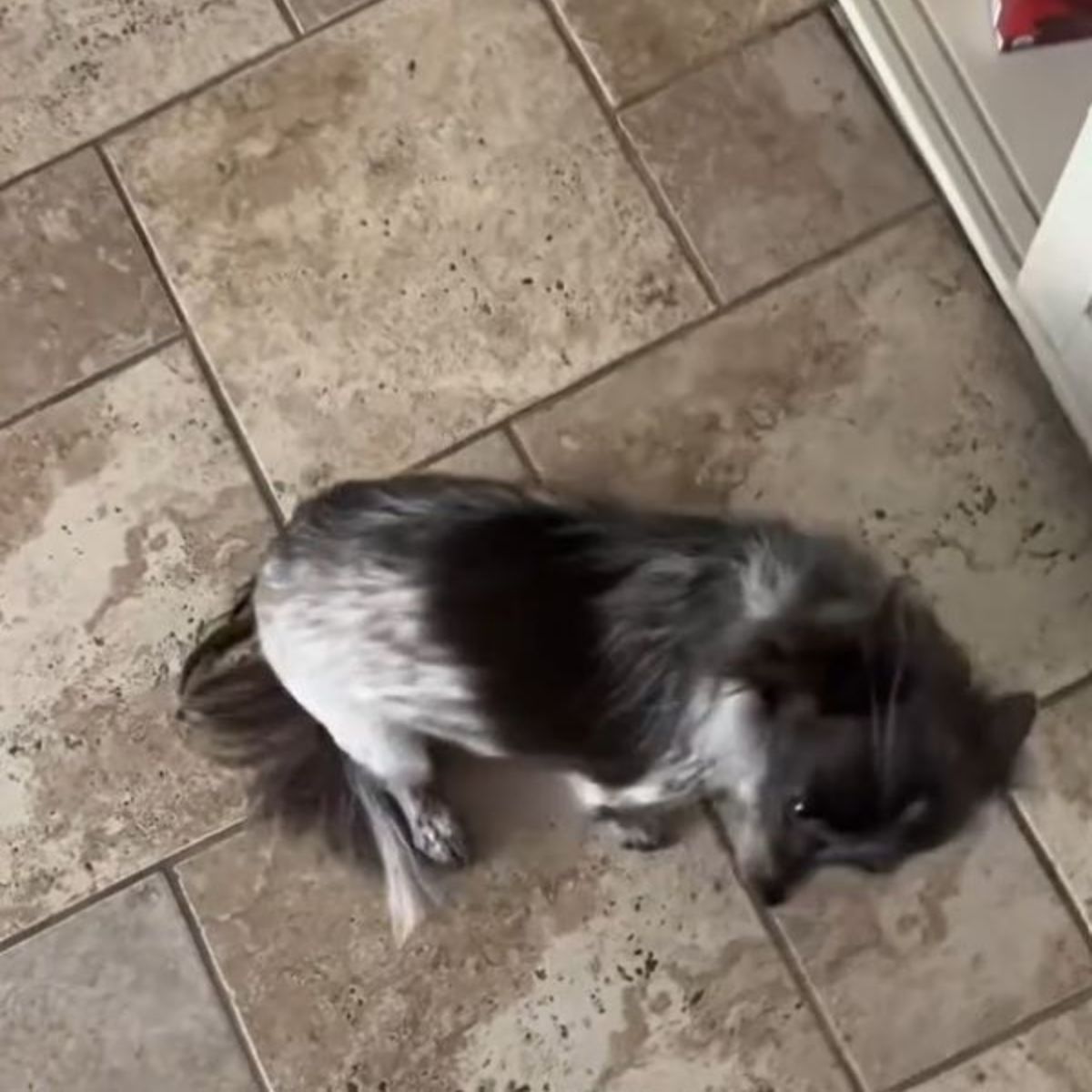 tiny dog
