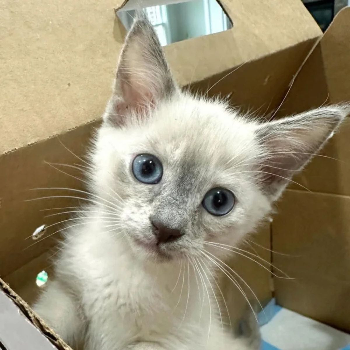 tiny kitten
