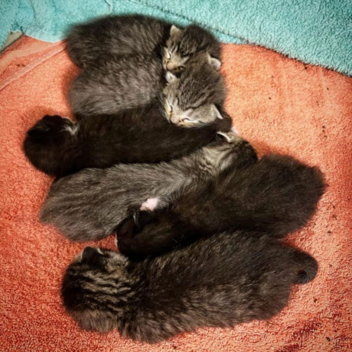 tiny kittens