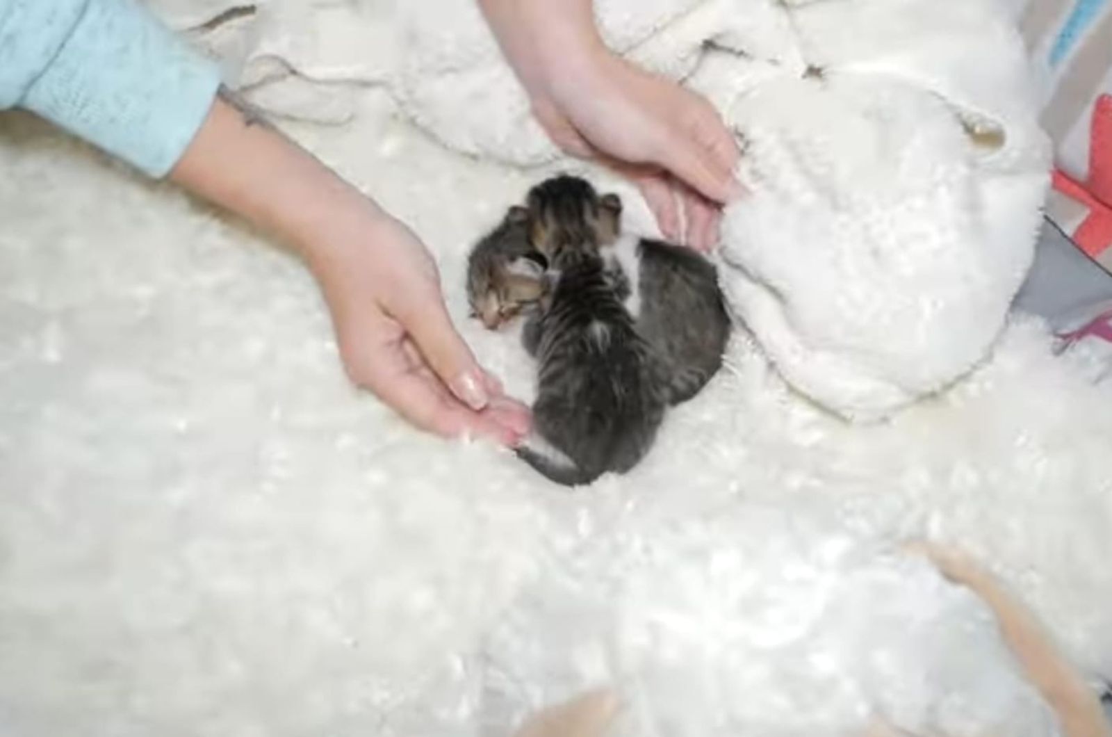 tiny kittens