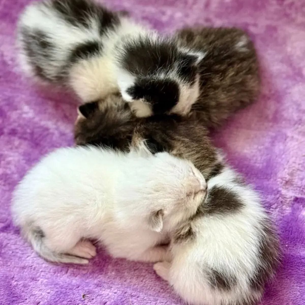 tiny kittens
