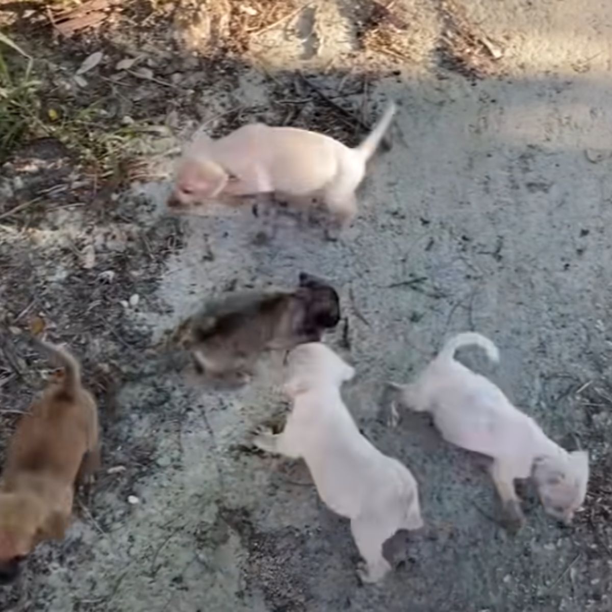 tiny puppies