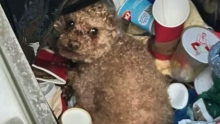 Iowa Man Opens A Trash Can And Freezes When He Sees A Helpless Little Pup Staring Back