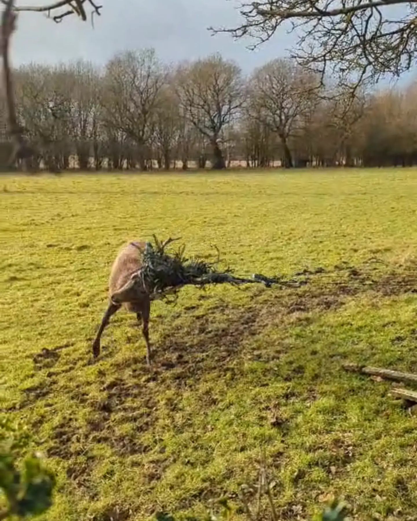 trapped deer