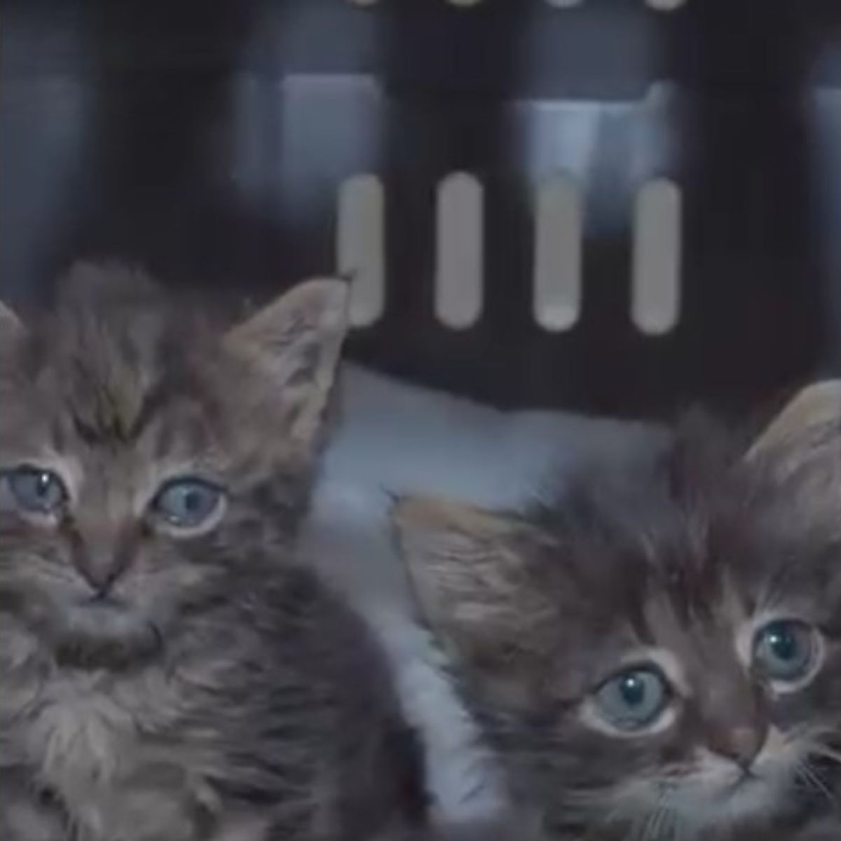 two beautiful kittens