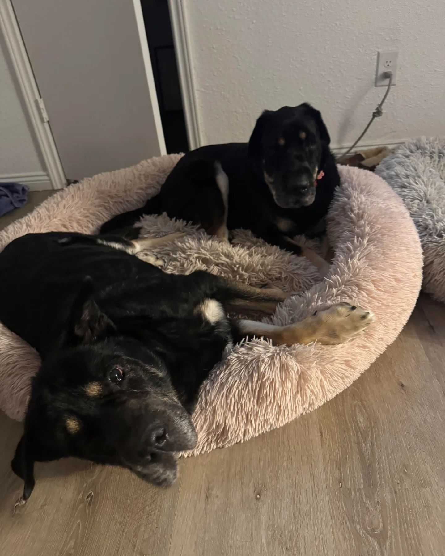 two black dogs