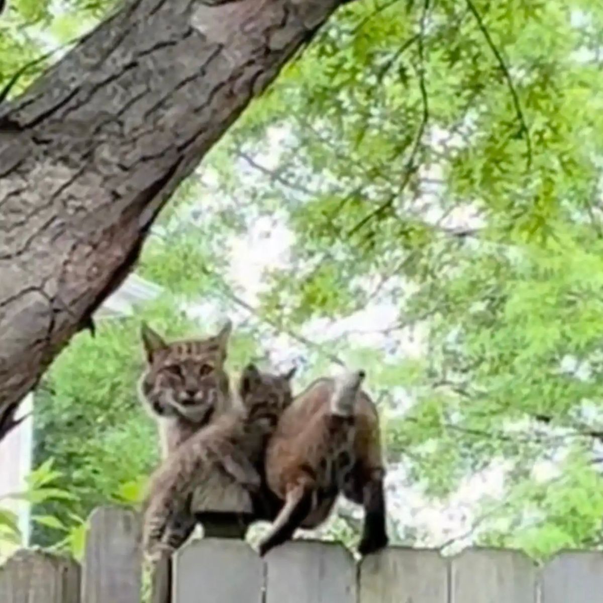 two bobcats
