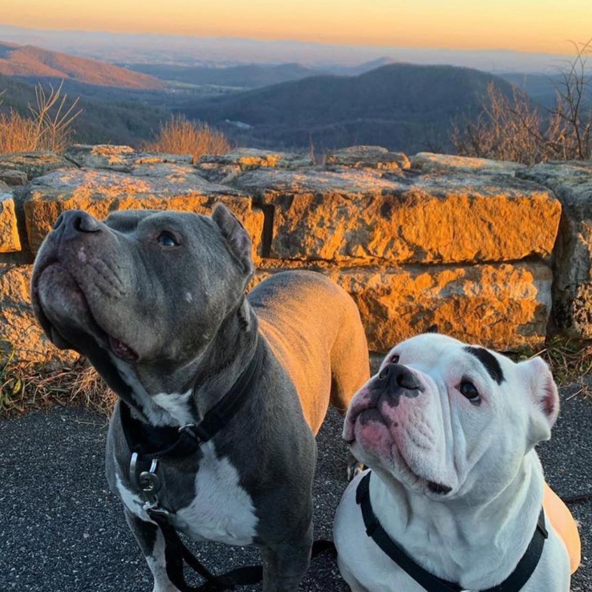 two cute dogs