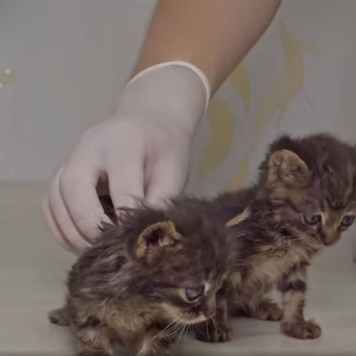 two cute kittens