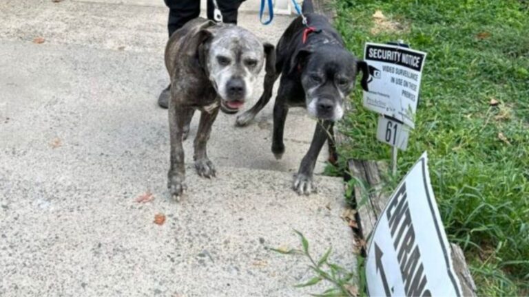 Two Dogs Left Tied Outside New Jersey Shelter With A Heartbreaking Note