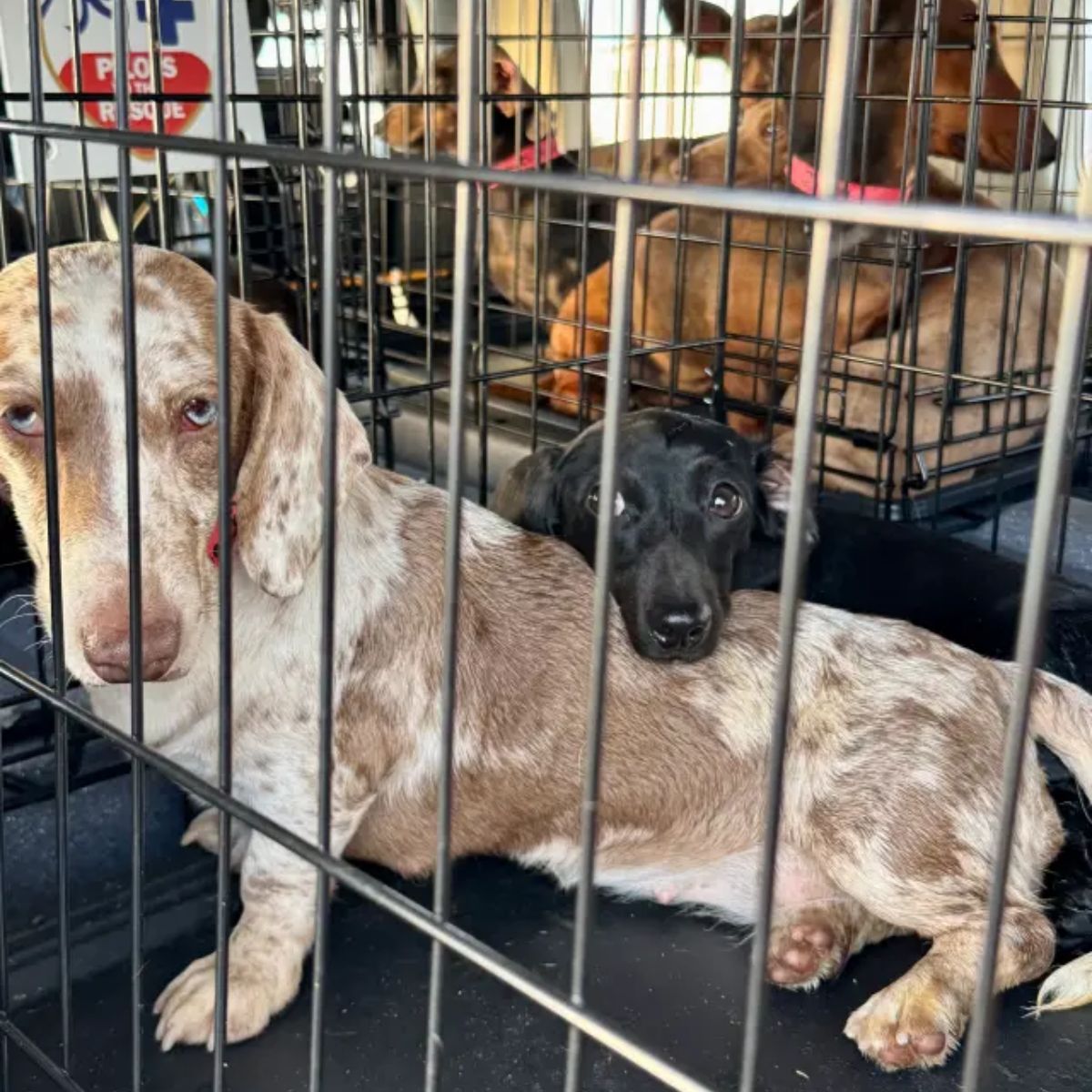 two dogs in cage