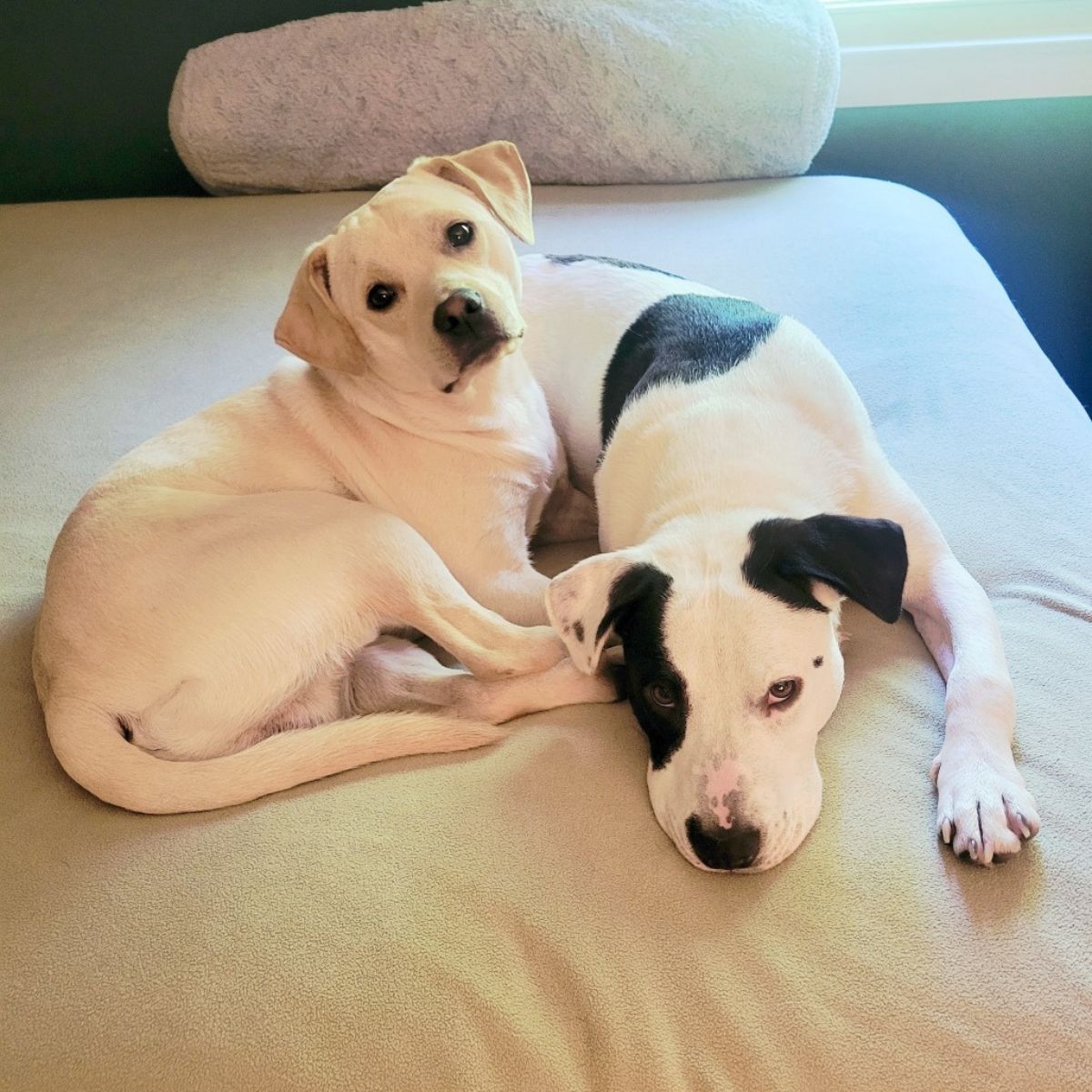 two dogs on bed