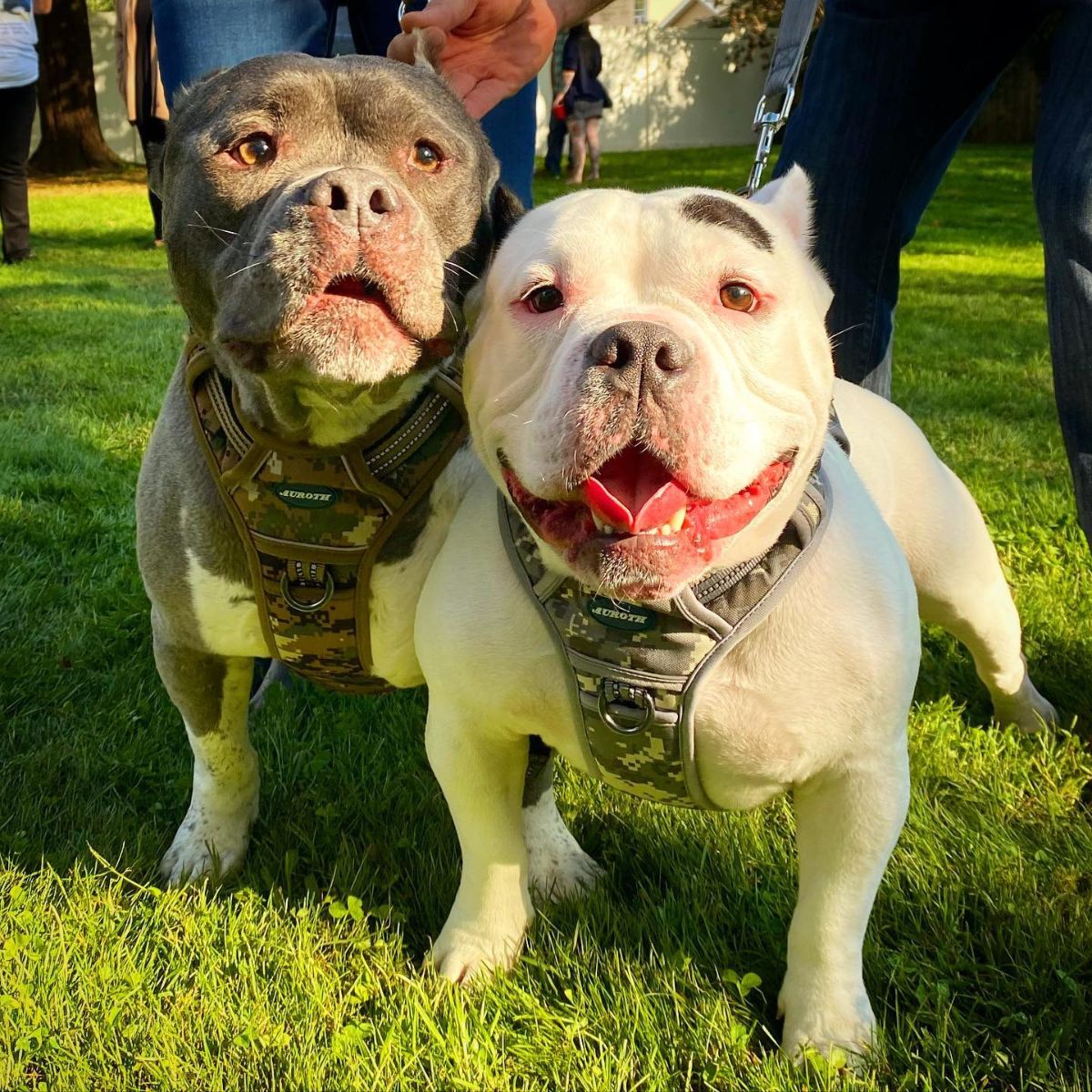 two dogs on grass