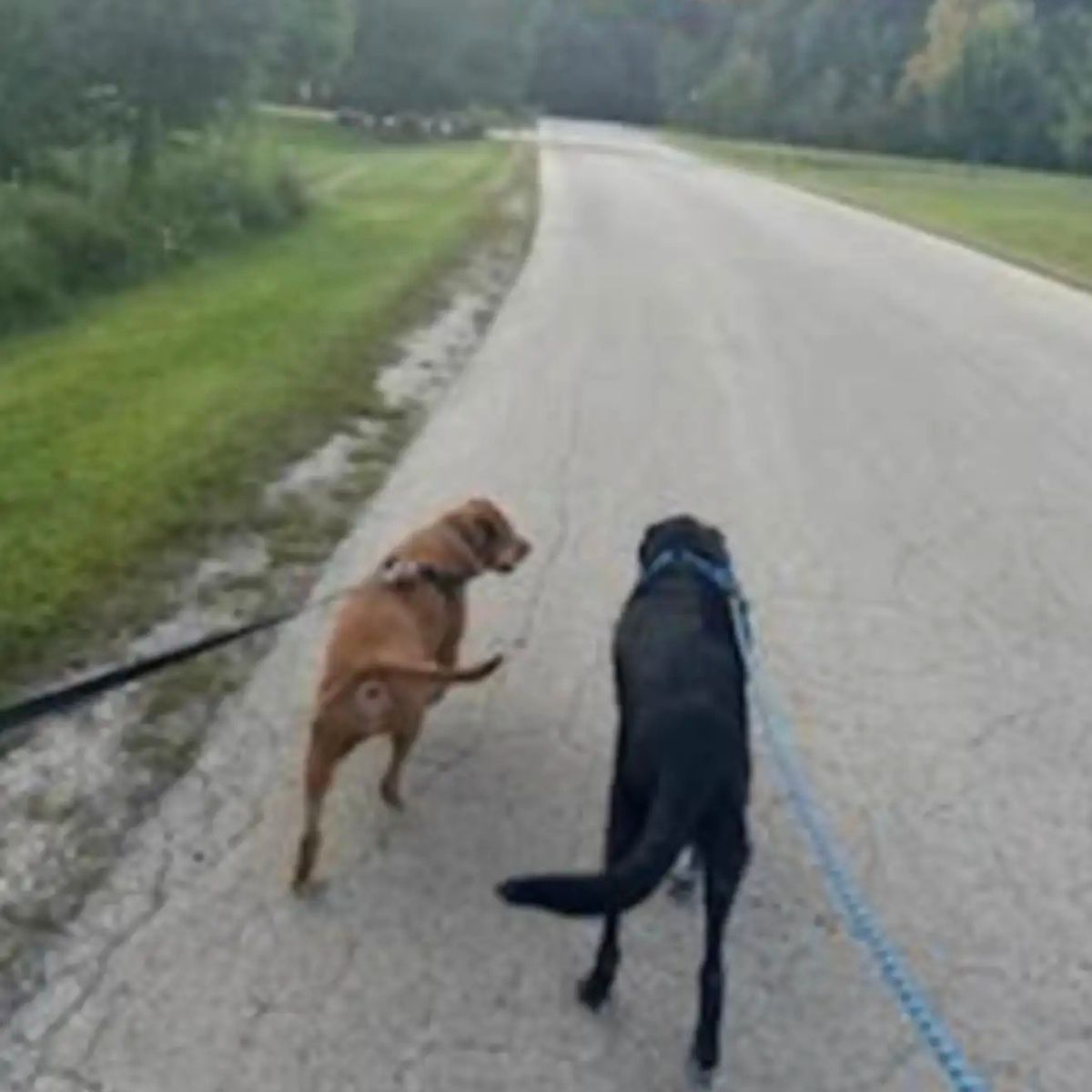 two dogs on leash