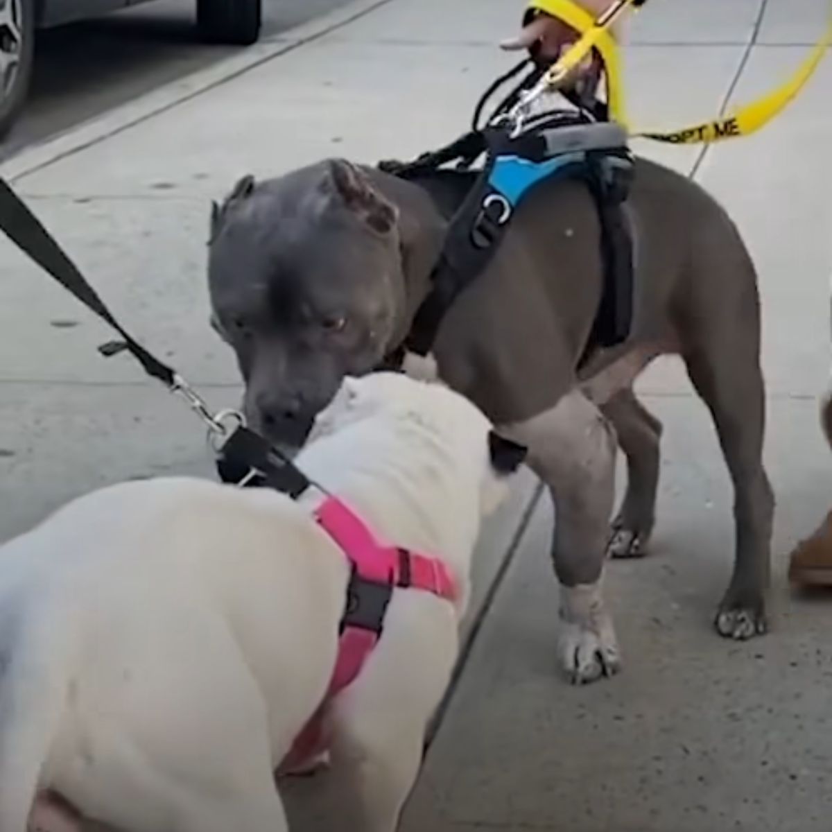 two dogs on street