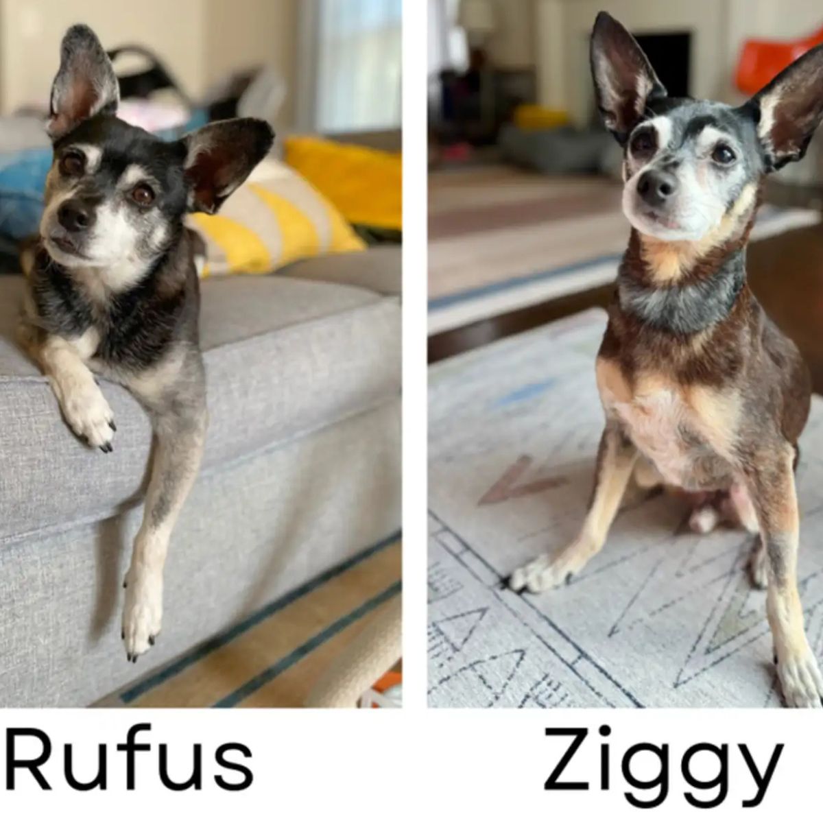 two dogs