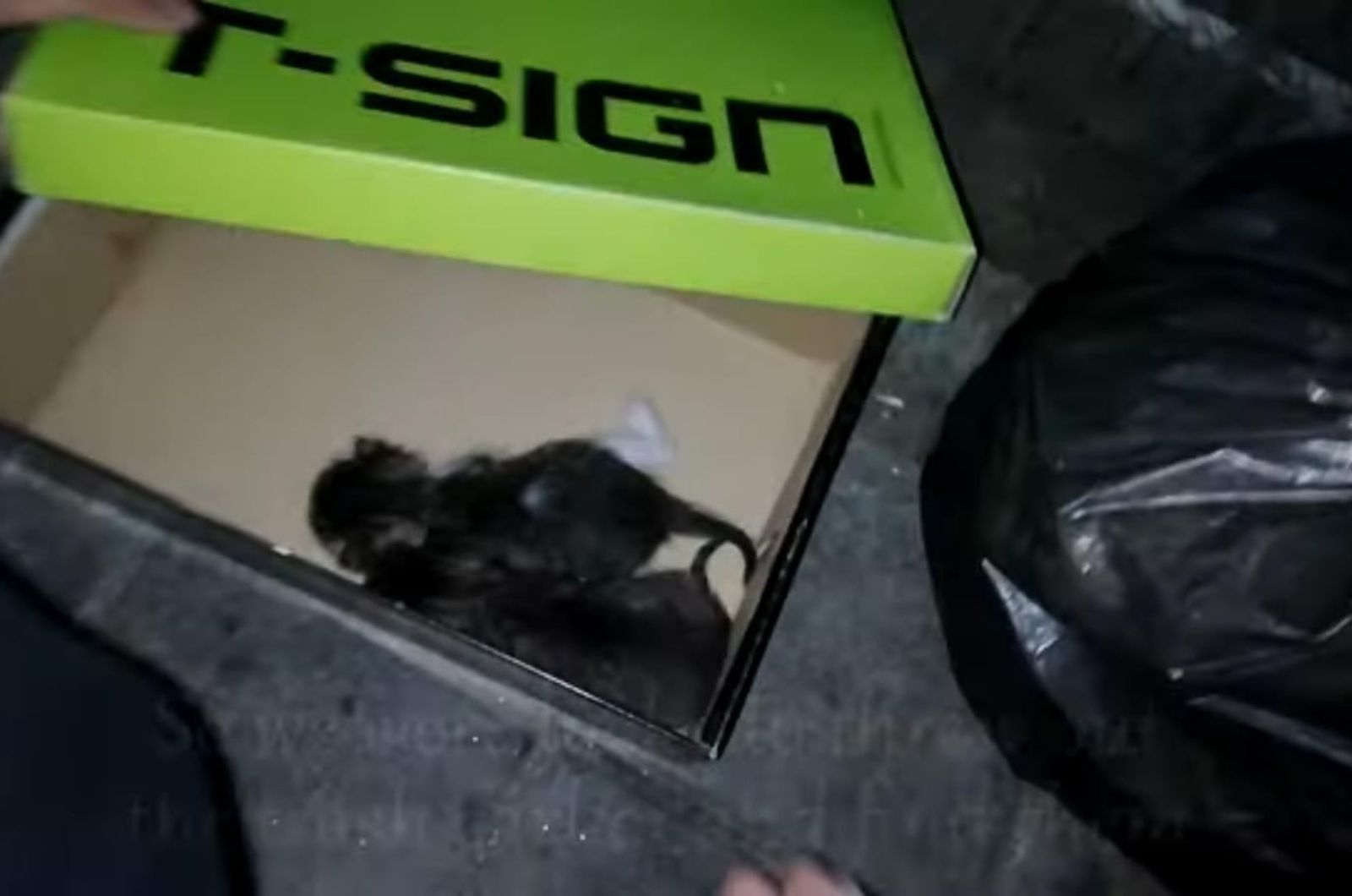 two kittens in a box