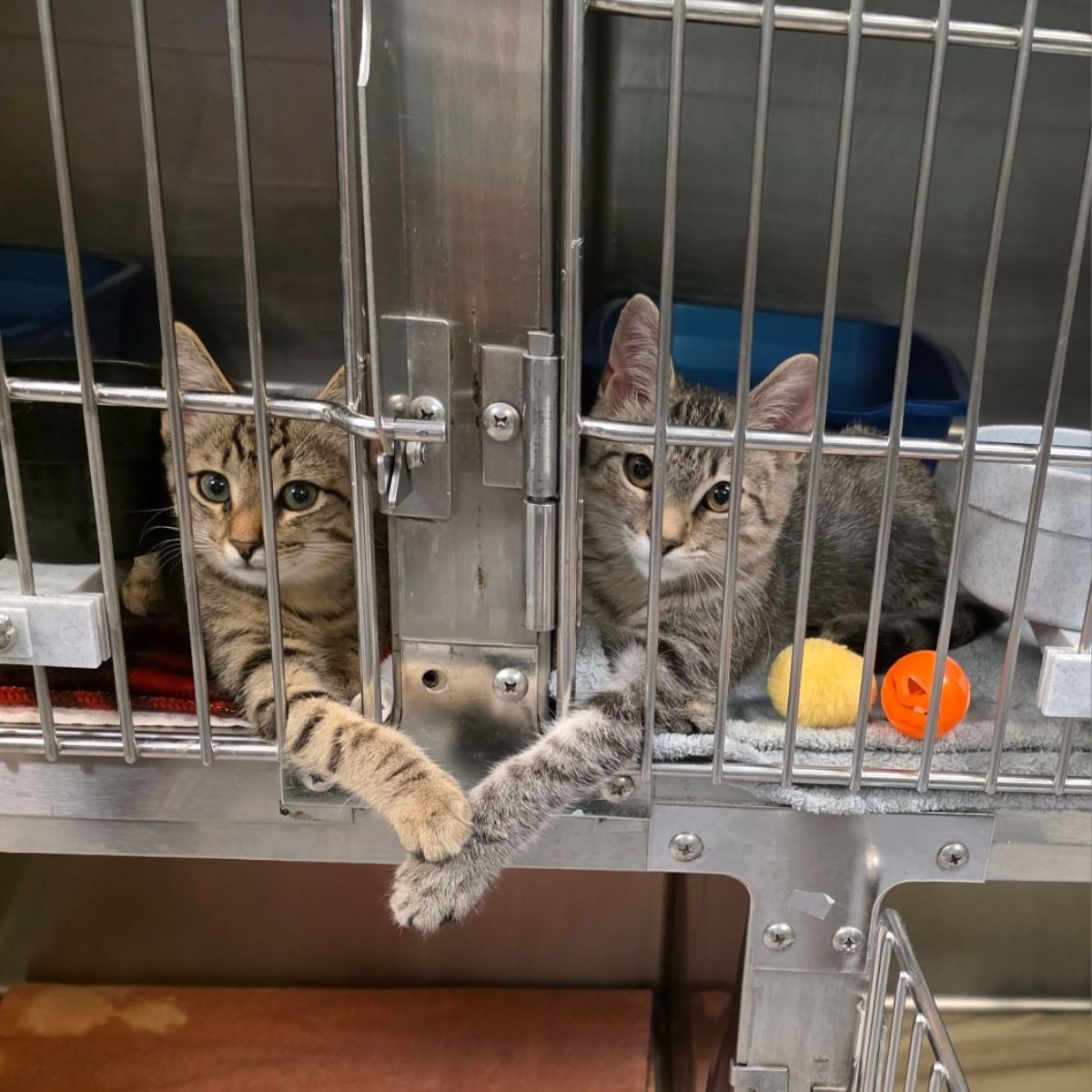 two kittens in shelter