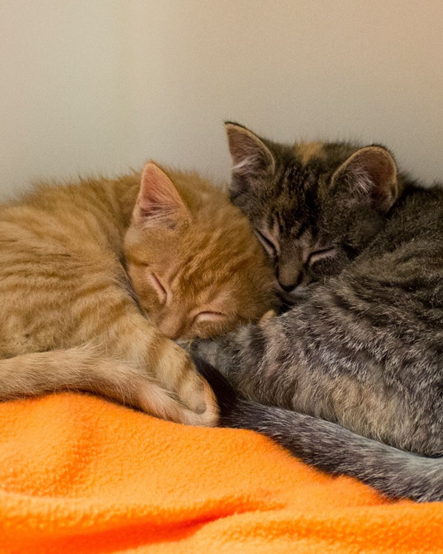 two kittens sleeping