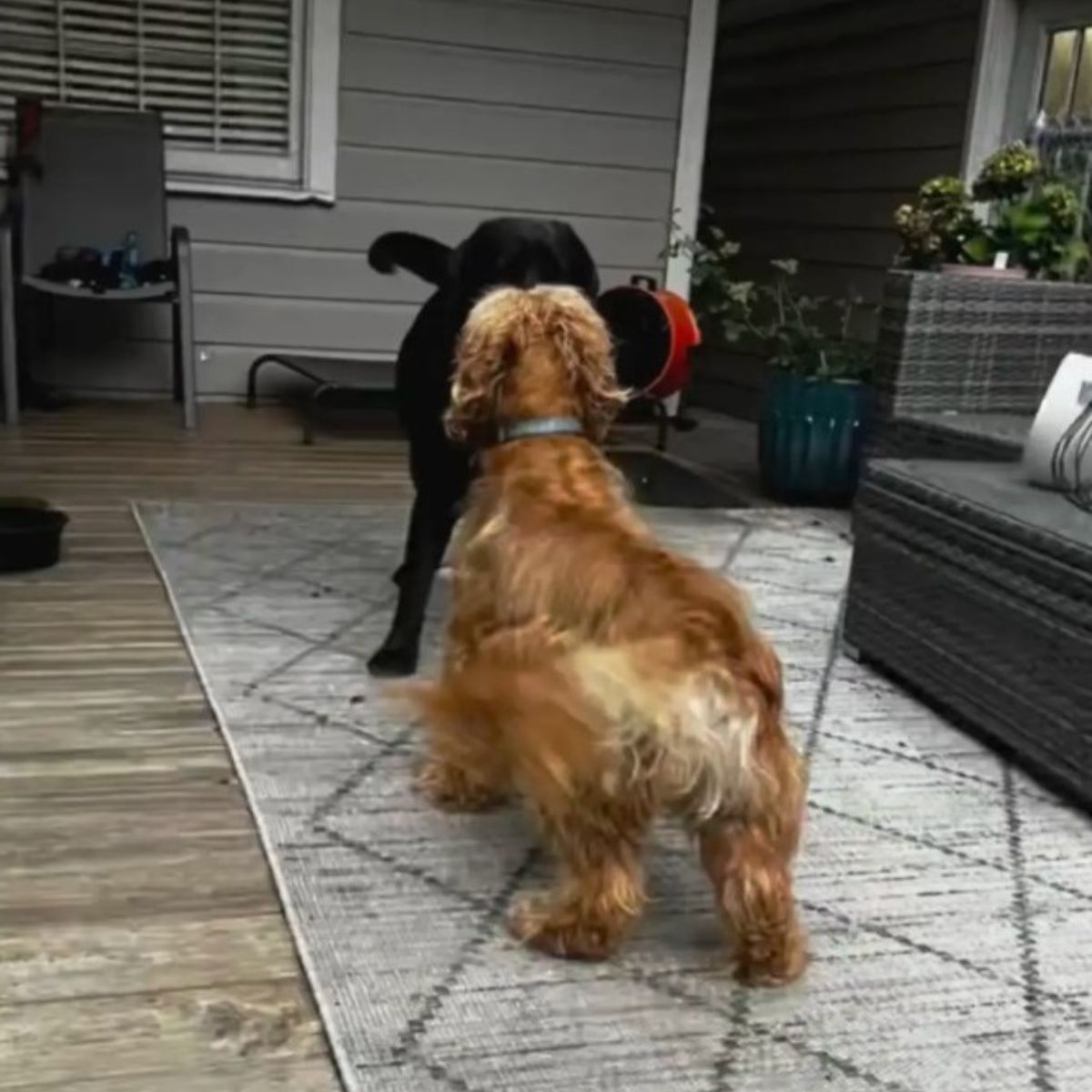 two sweet dogs