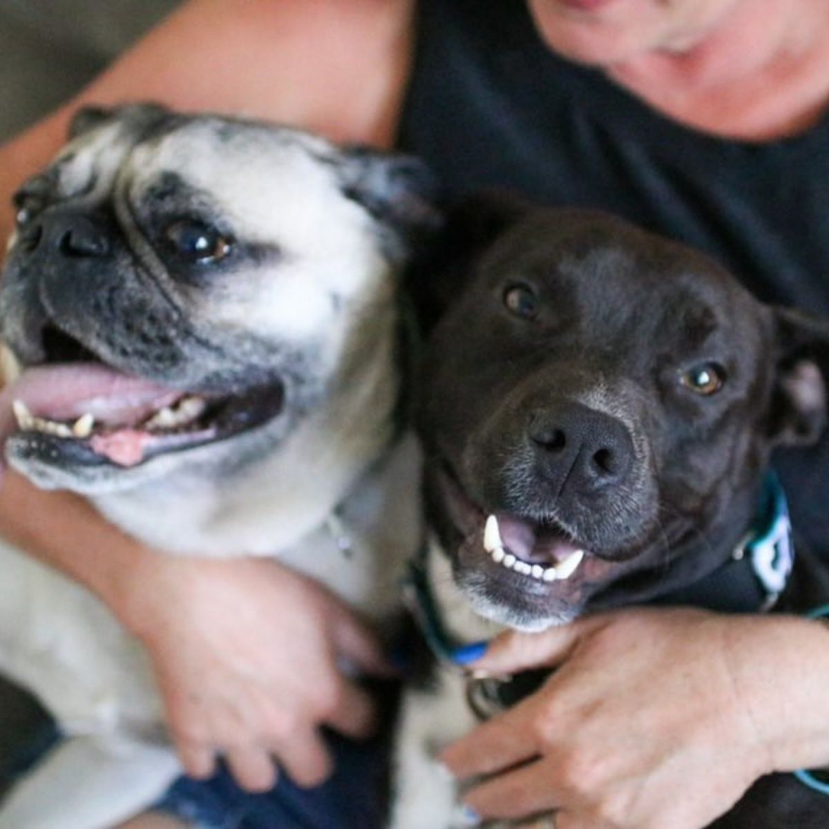two sweet dogs