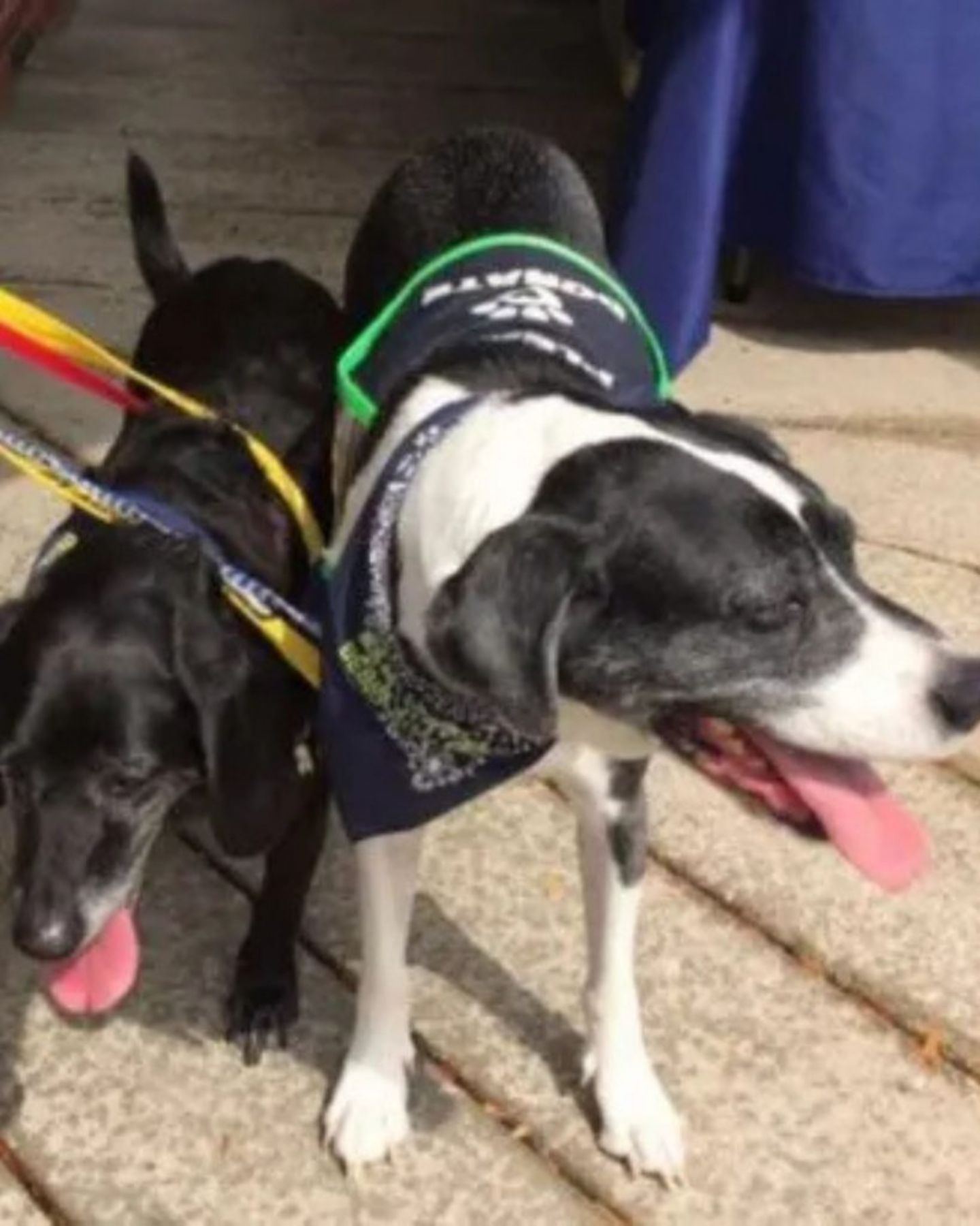 two sweet dogs